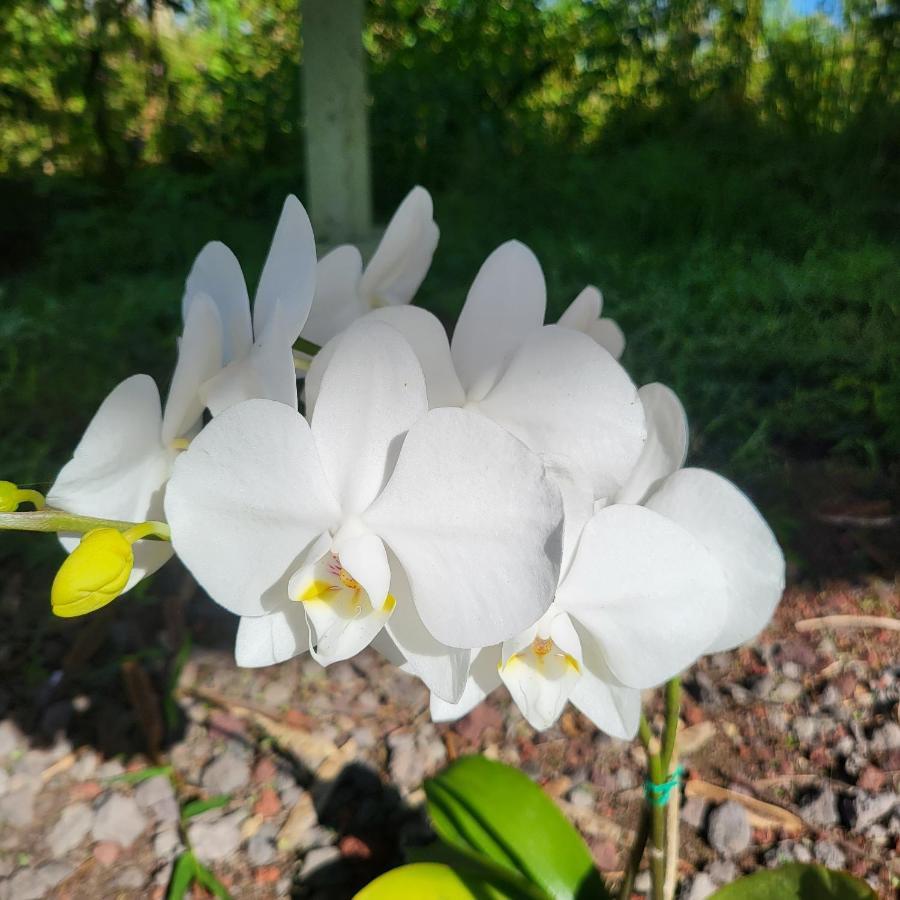 Bed and Breakfast Hoomaikai Blessings Keaau Esterno foto